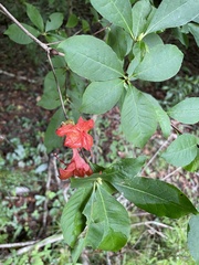 Rhododendron prunifolium