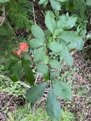 Rhododendron prunifolium