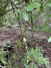 Rhododendron prunifolium