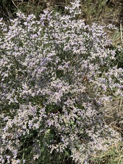 Limonium limbatum