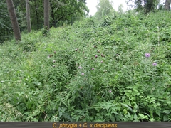 Centaurea phrygia phrygia