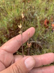 Juncus stygius
