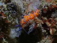 Favorinus tsuruganus