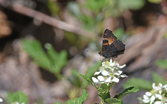 Aglais ichnusa
