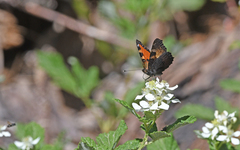 Aglais ichnusa