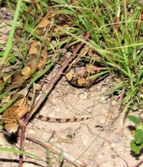 Pituophis deppei deppei