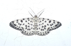 Antipercnia albinigrata