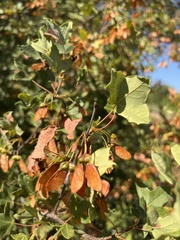 Acer monspessulanum