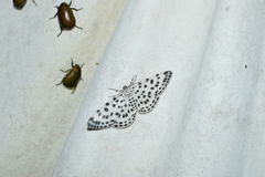 Antipercnia albinigrata