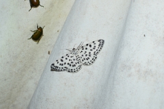 Antipercnia albinigrata