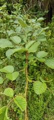 Rubus ellipticus