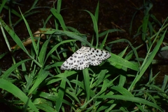 Antipercnia albinigrata