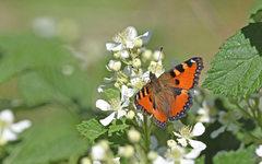 Aglais ichnusa