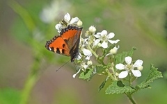Aglais ichnusa