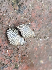 Echinolittorina aspera