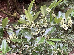 Euonymus spraguei