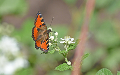 Aglais ichnusa