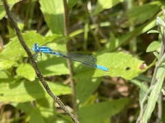 Enallagma aspersum