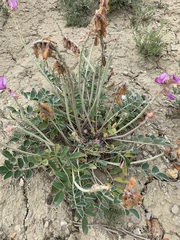 Hedysarum argyrophyllum