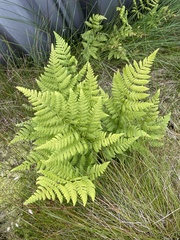Dryopteris dilatata