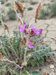 Hedysarum argyrophyllum