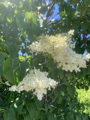 Syringa reticulata