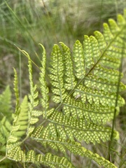 Dryopteris dilatata
