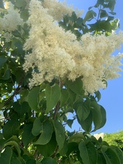 Syringa reticulata