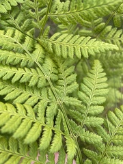 Dryopteris dilatata
