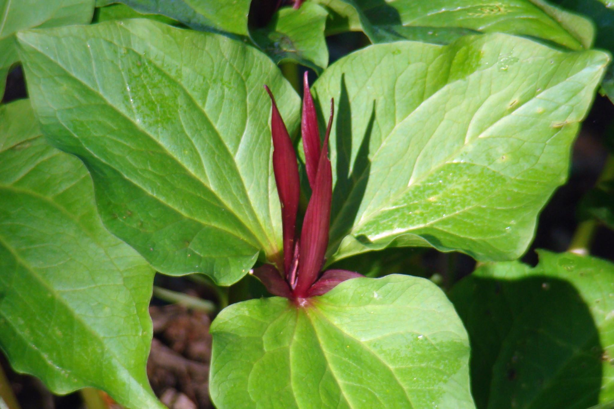 Trillium angustipetalum