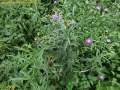 Centaurea phrygia phrygia