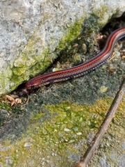 Calliophis intestinalis