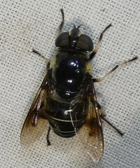 Eristalis saxorum