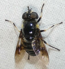 Eristalis saxorum