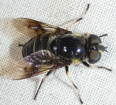 Eristalis saxorum