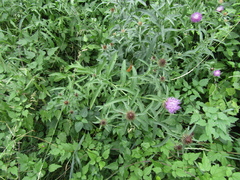 Centaurea phrygia phrygia