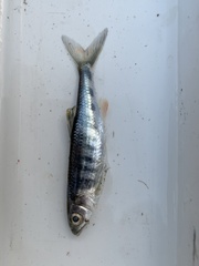 Opsaridium zambezense