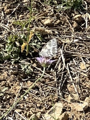 Melanargia galathea