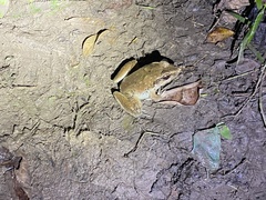 Limnonectes blythii