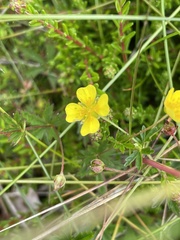 Potentilla erecta