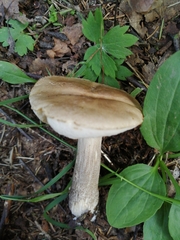 Leccinum scabrum