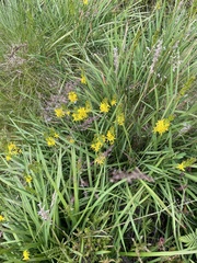 Narthecium ossifragum