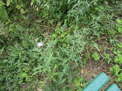 Centaurea phrygia phrygia