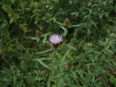 Centaurea phrygia phrygia