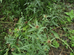 Centaurea phrygia phrygia