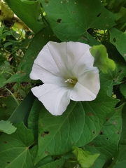 Calystegia sepium