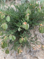 Zygophyllum pinnatum