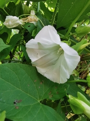 Calystegia sepium