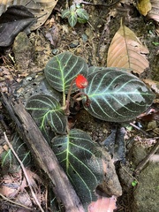 Pearcea hypocyrtiflora