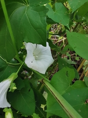 Calystegia sepium